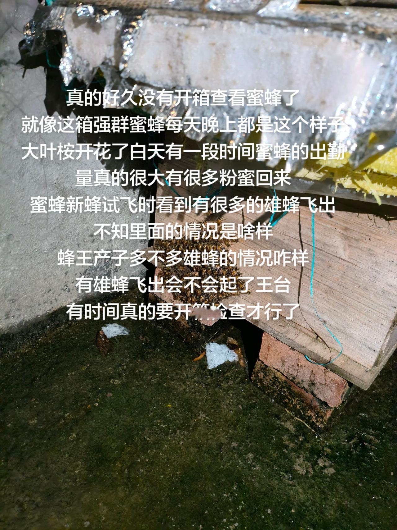 真的好久没有开箱查看蜜蜂了
就像这箱强群蜜蜂每天晚上都是这个样子
大叶桉开花了白