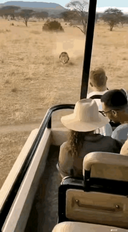 商家有头脑，用狗化妆，变成狮子，这属于什么行为啊？