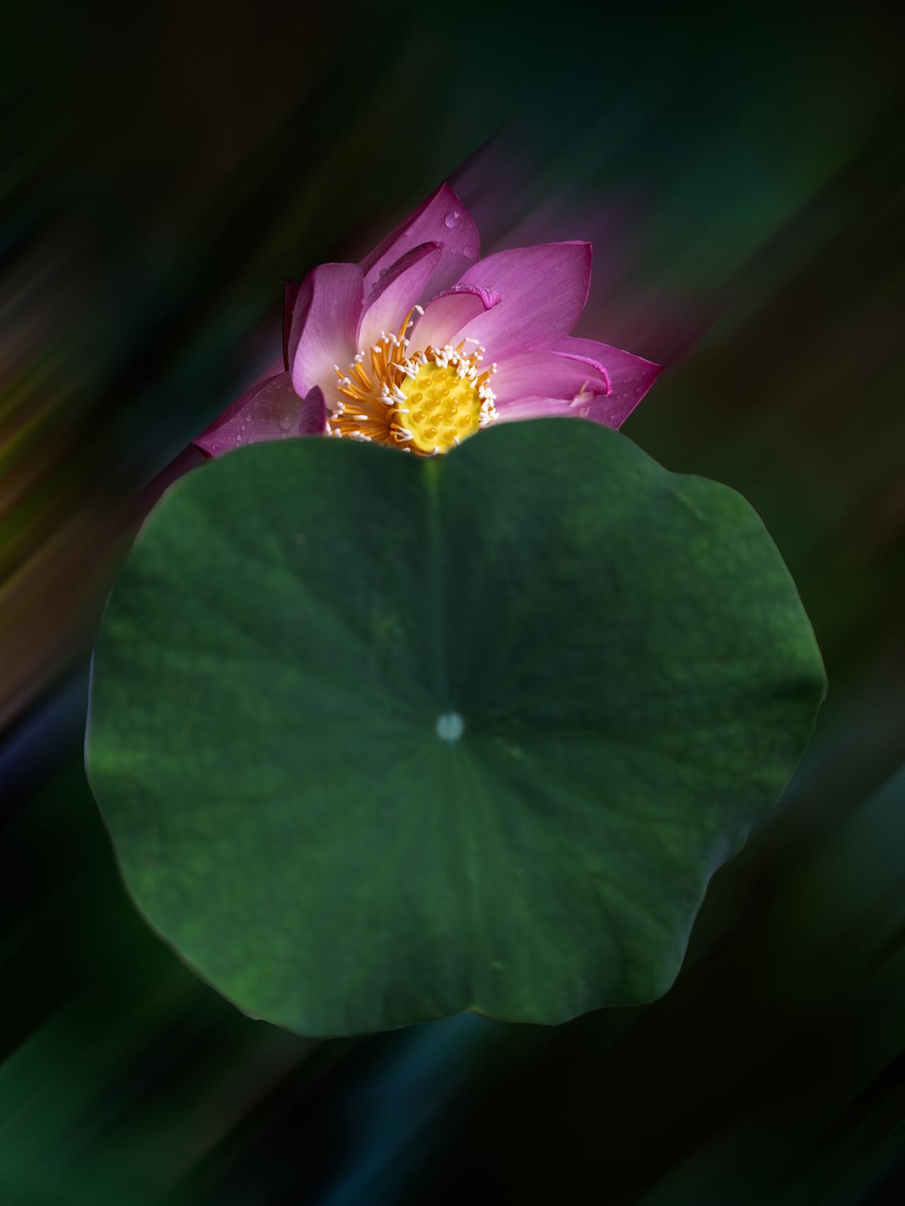 发一张你相册最近拍的花