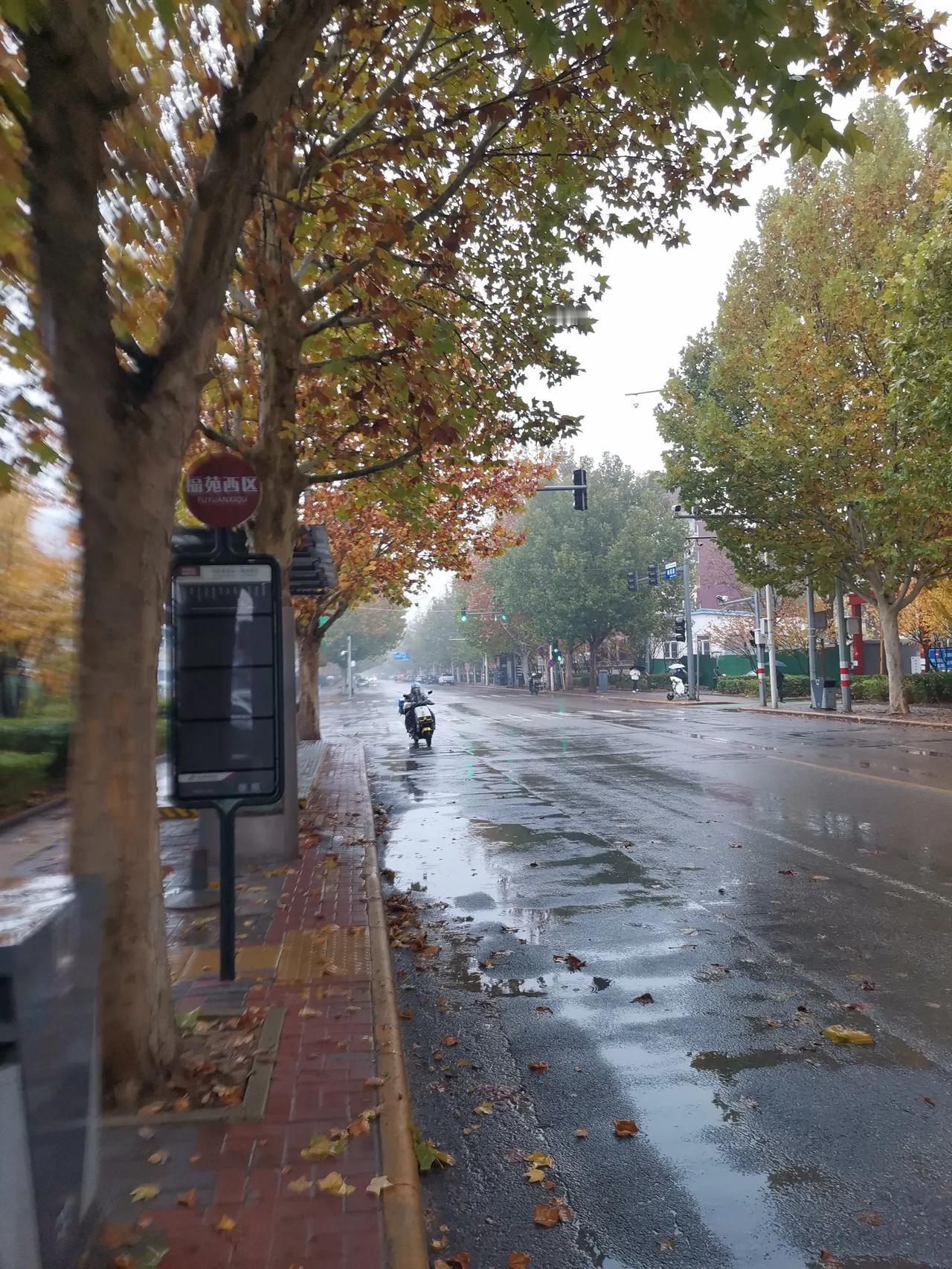 院子里的落叶

它们是街边普通的树叶
禁不住秋风的挑逗
离开了树
在空中飞来又飞