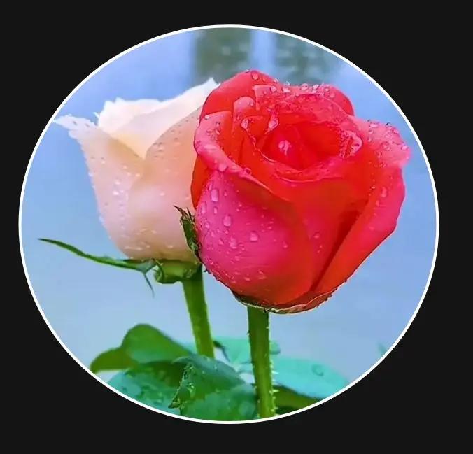 谁有花草照片，可以晒下吗