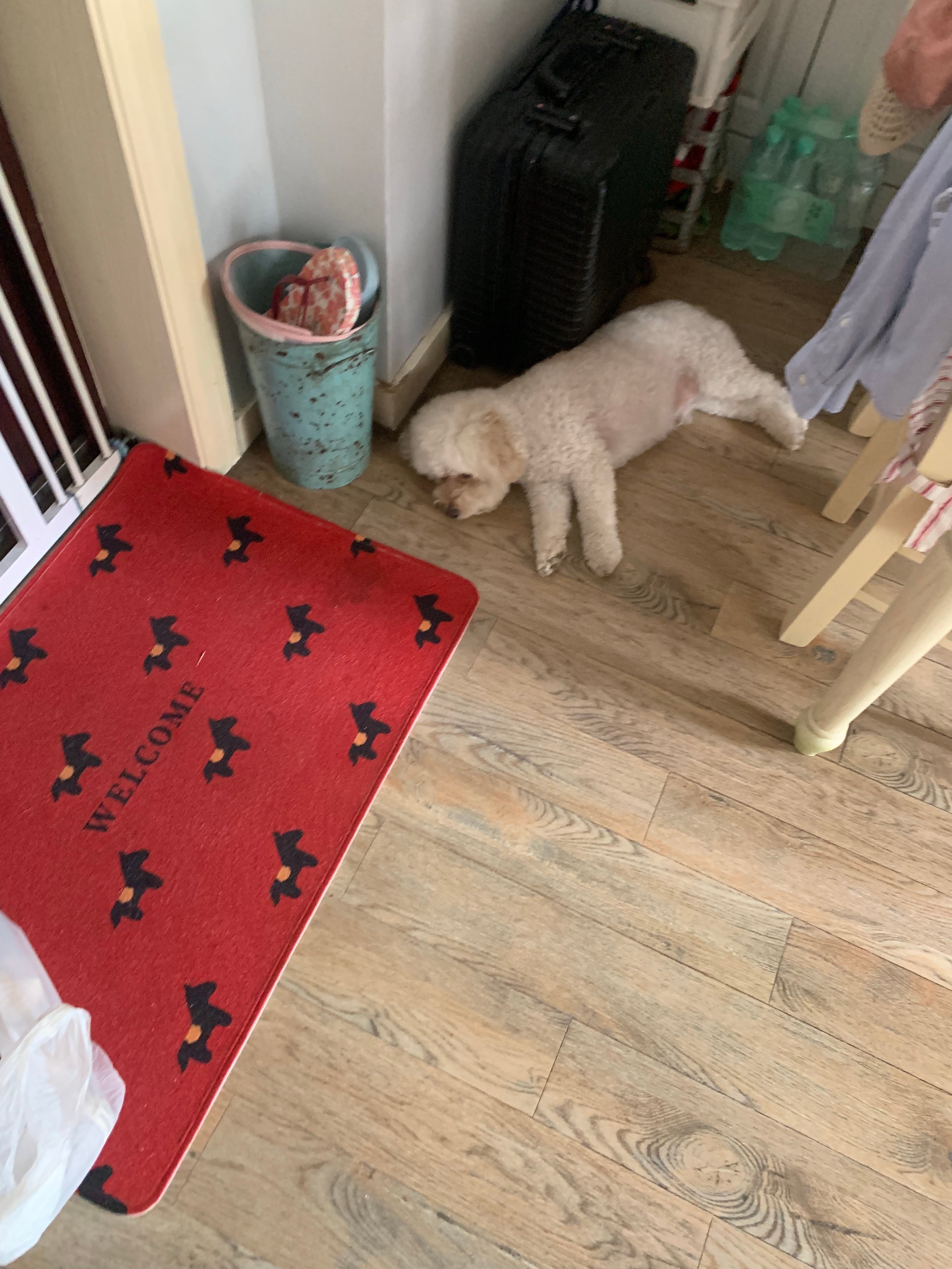 出太阳了没停过洗洗涮涮断舍离还翻出找了很久的外带杯的包包真会藏呀 