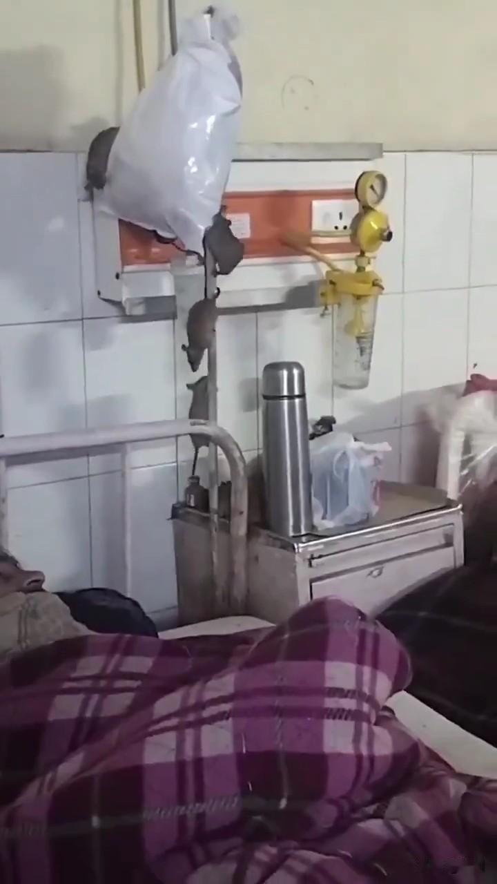 印度医院病房老鼠成群，患者躺床看鼠爬输液杆
 
印度北方邦贡达市一家医学院骨科病