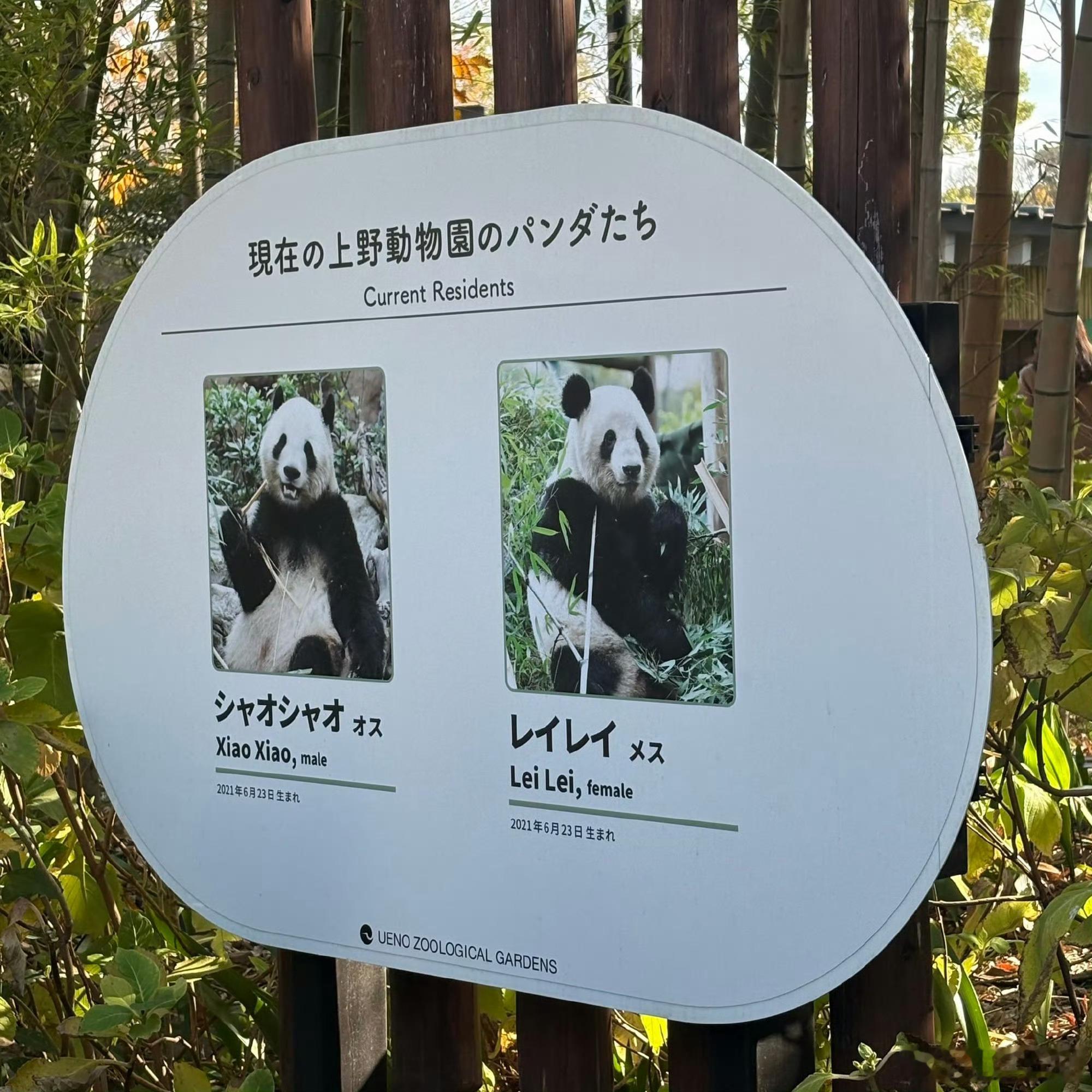 日本将不再有大熊猫熊猫一直是中国对外和平外交的手段之一日本不少老百姓都很喜欢大熊