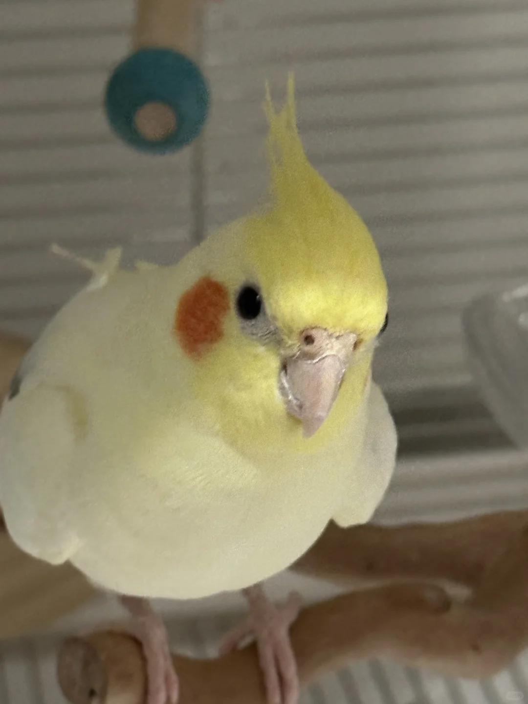 发面馒头