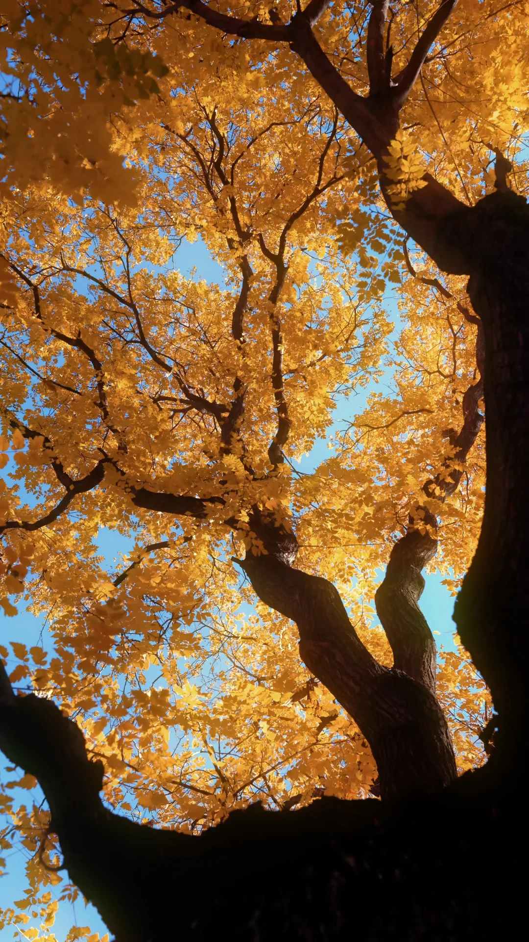 你有多久没看到秋天了🍂（全屏Live图）