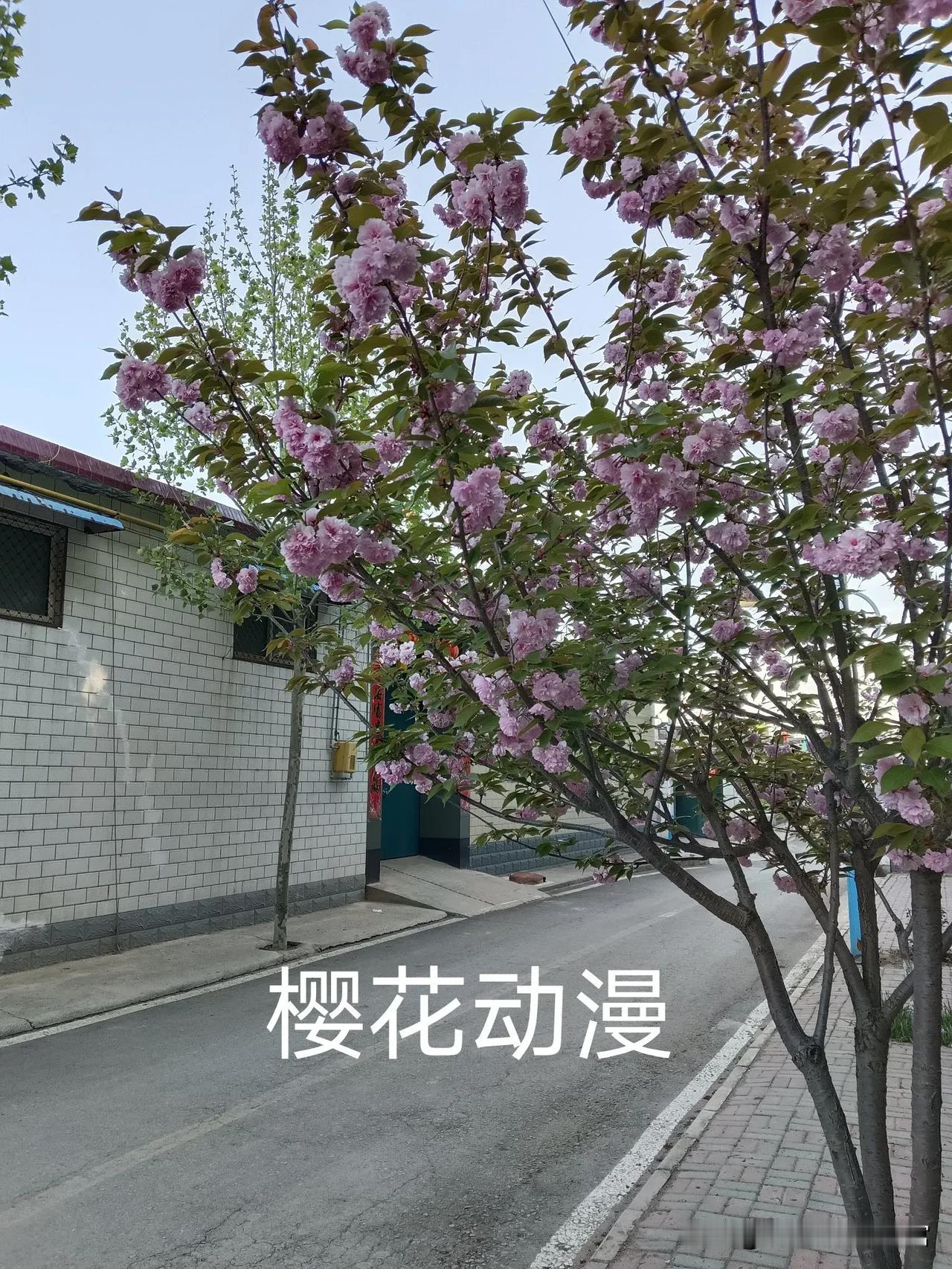 石家庄经开区
农家小院随手拍
希望你能喜欢🥰