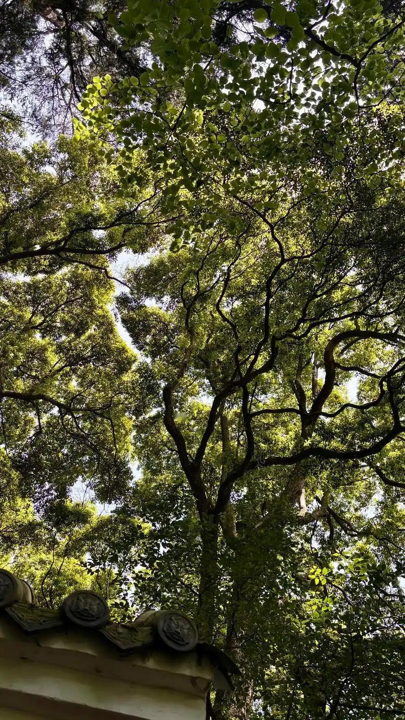 浅析两晋王朝4
桓温：敢说“不能流芳百世，就遗臭万年”的狠人
　　东晋历史上，桓