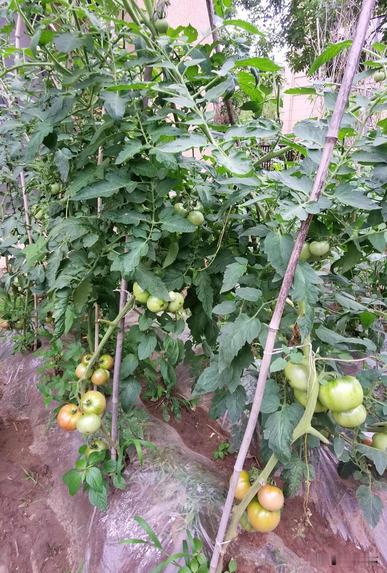 有没有种菜高手帮忙看看呀！
连着下了几天大雨，菜园地里泥泞湿滑，一脚踩下去就陷进
