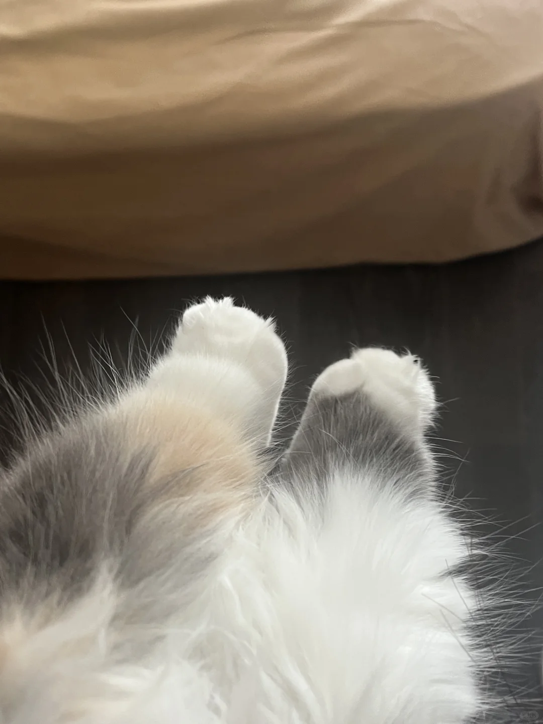也不知道这种臭jio小猫谁在喜欢