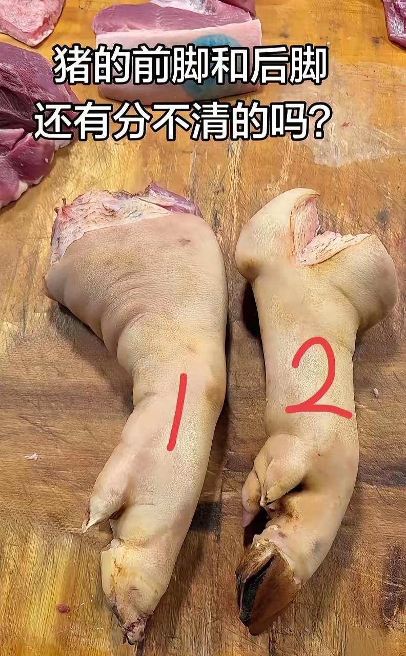 就这样看你们能分出猪的前蹄和后蹄吗？
提示🔔
看弯曲
前蹄：短粗、关节明显向内