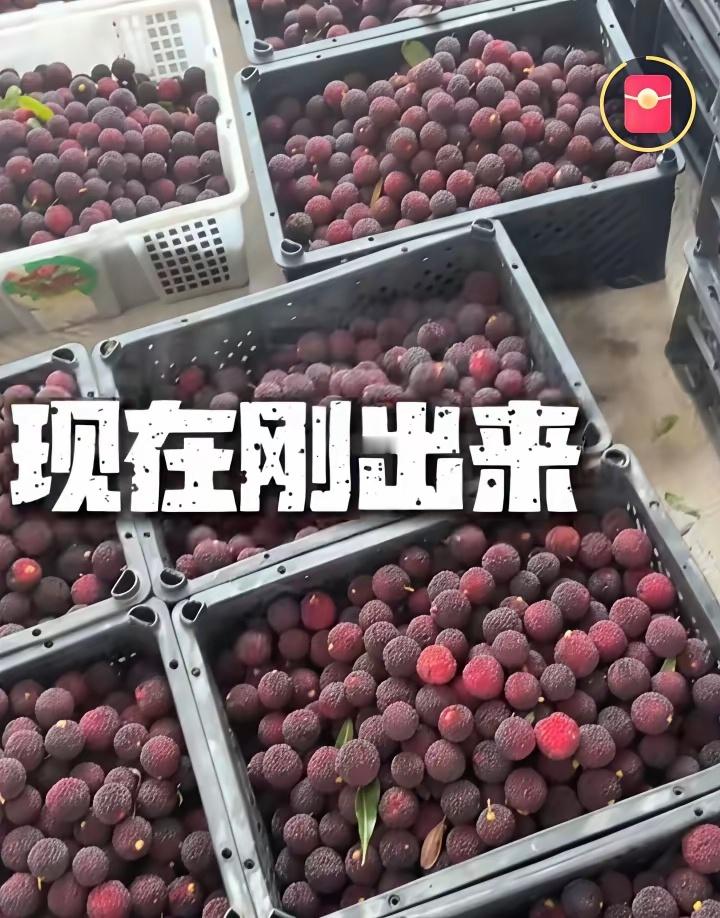 受伤的还是果农，唉 
