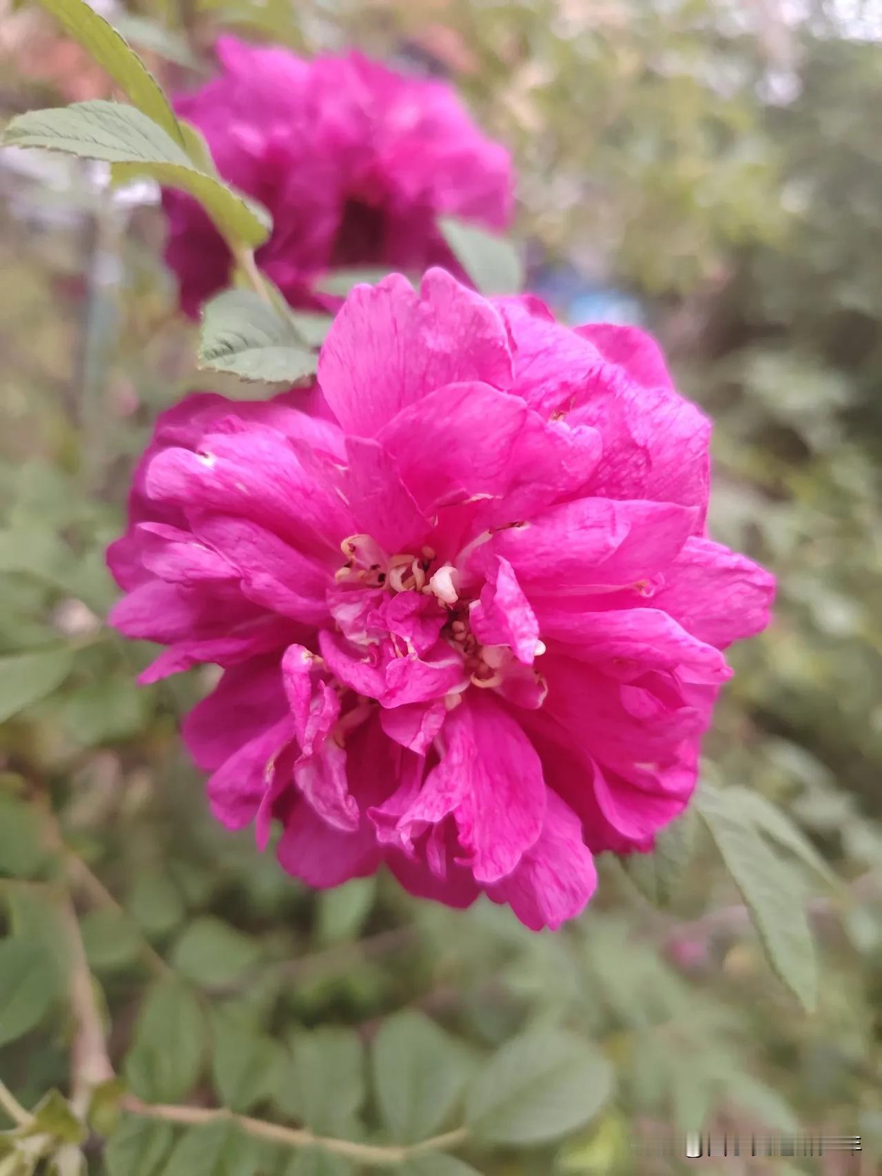 花花世界，流连忘返，随处可见。
幸福流年，华夏奉献，风光如画。
此生足矣，享受繁