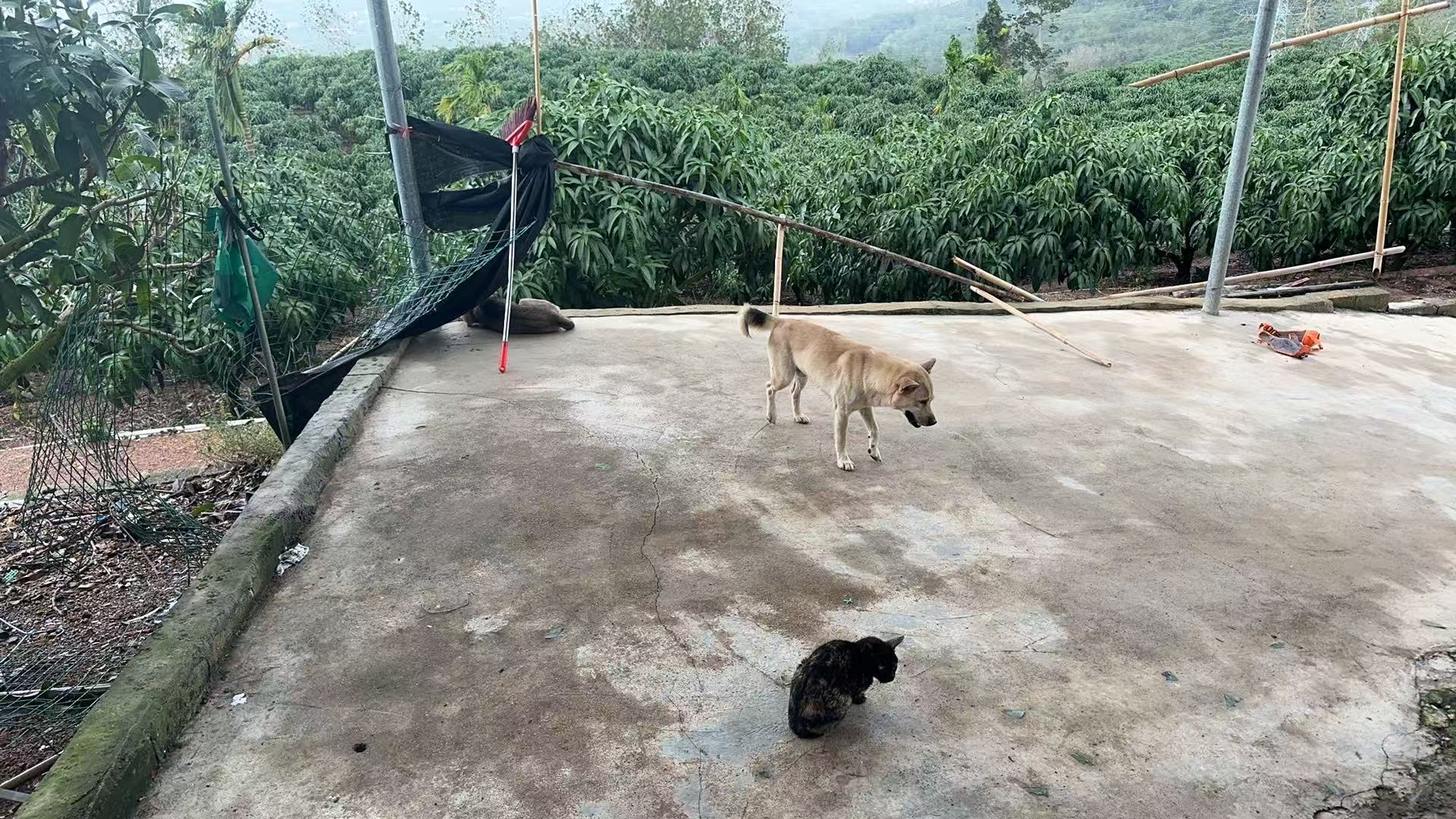 好消息是鸡犬宁失踪的鸡的数量比想象中少 ​​​