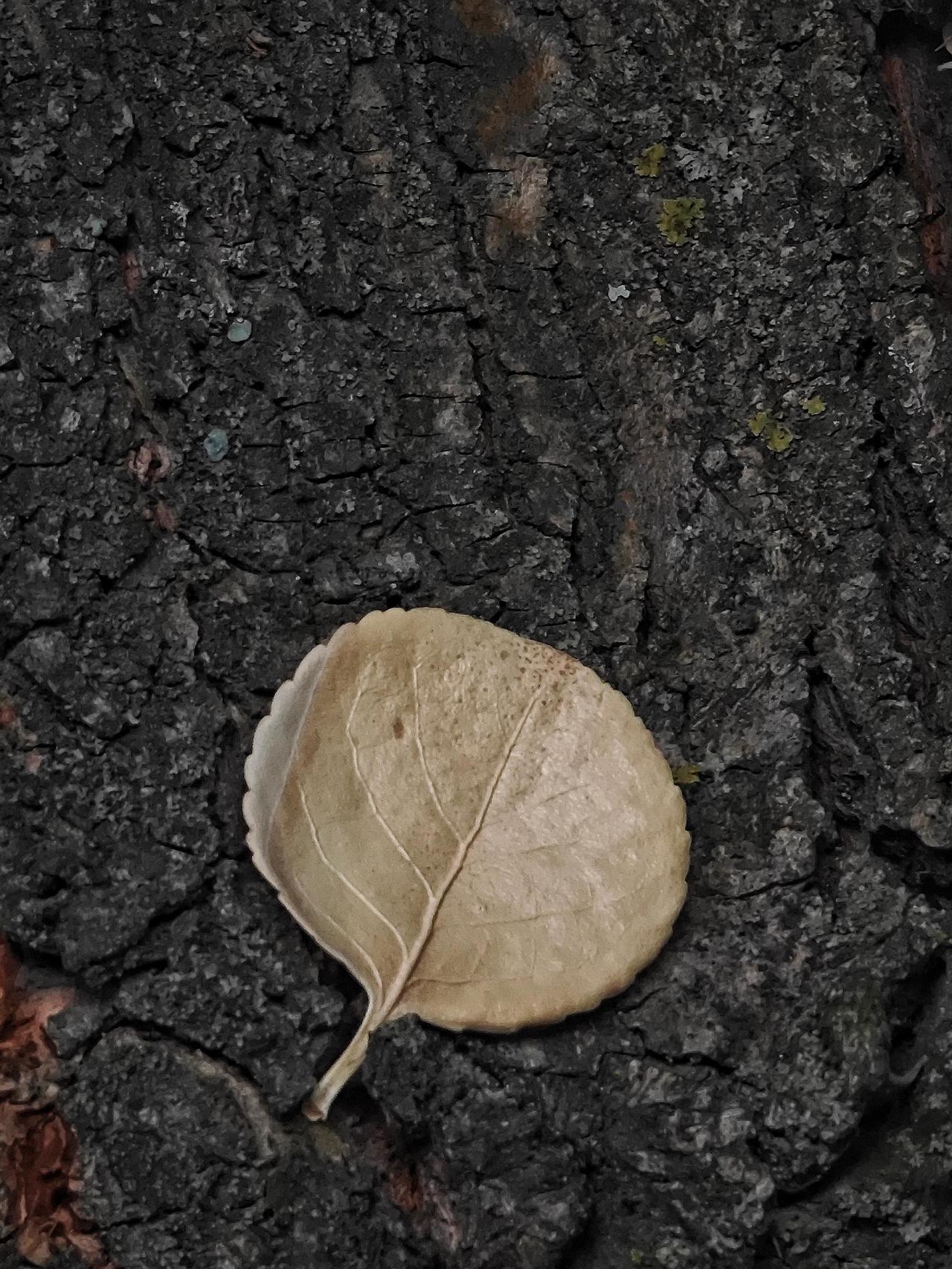 荣枯皆美