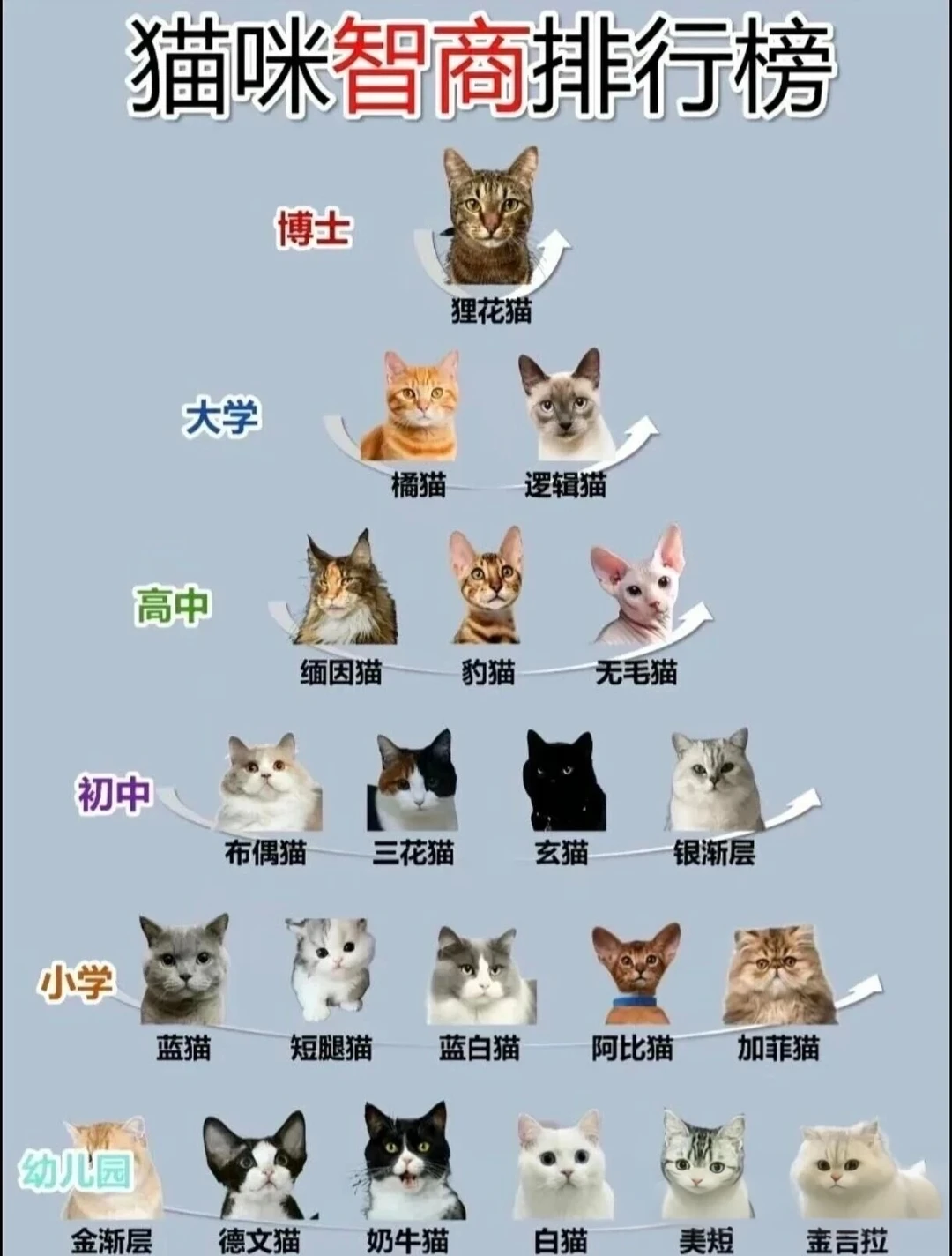 你家猫的智商能得什么学历？