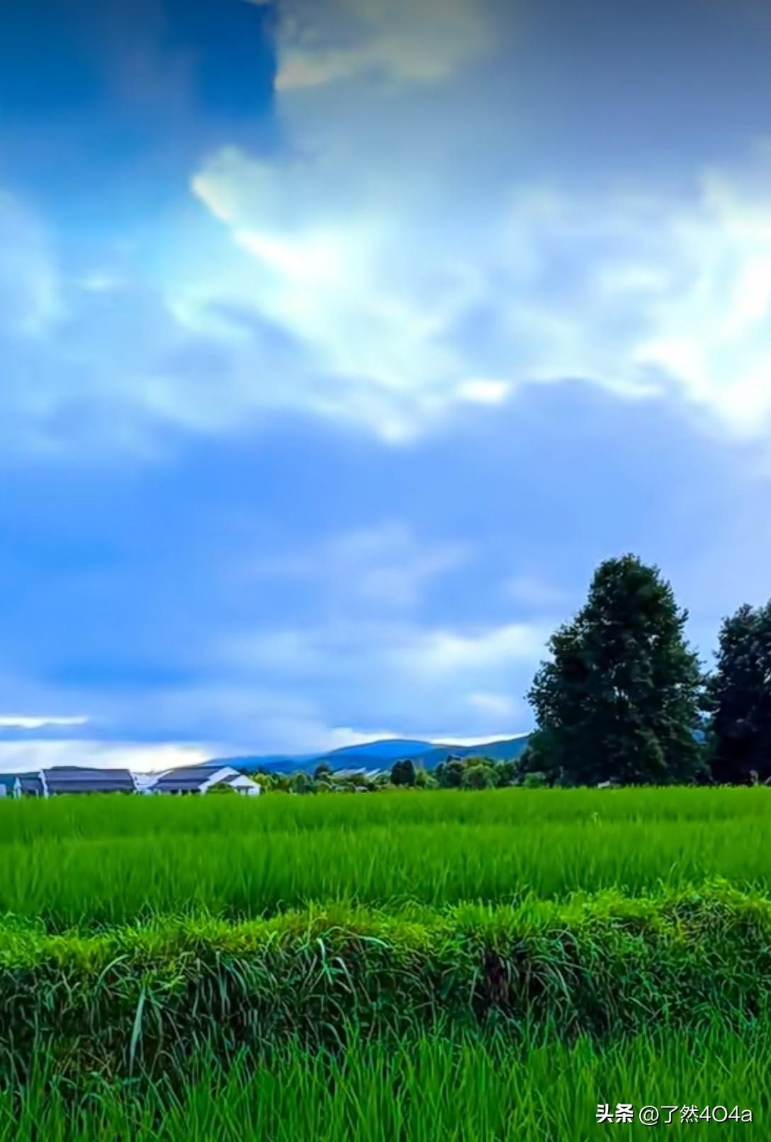 夏日生活打卡季这炎夏是一场盛大的光合作用，愿你也能吸收光热，转化为生命里蓬勃生长