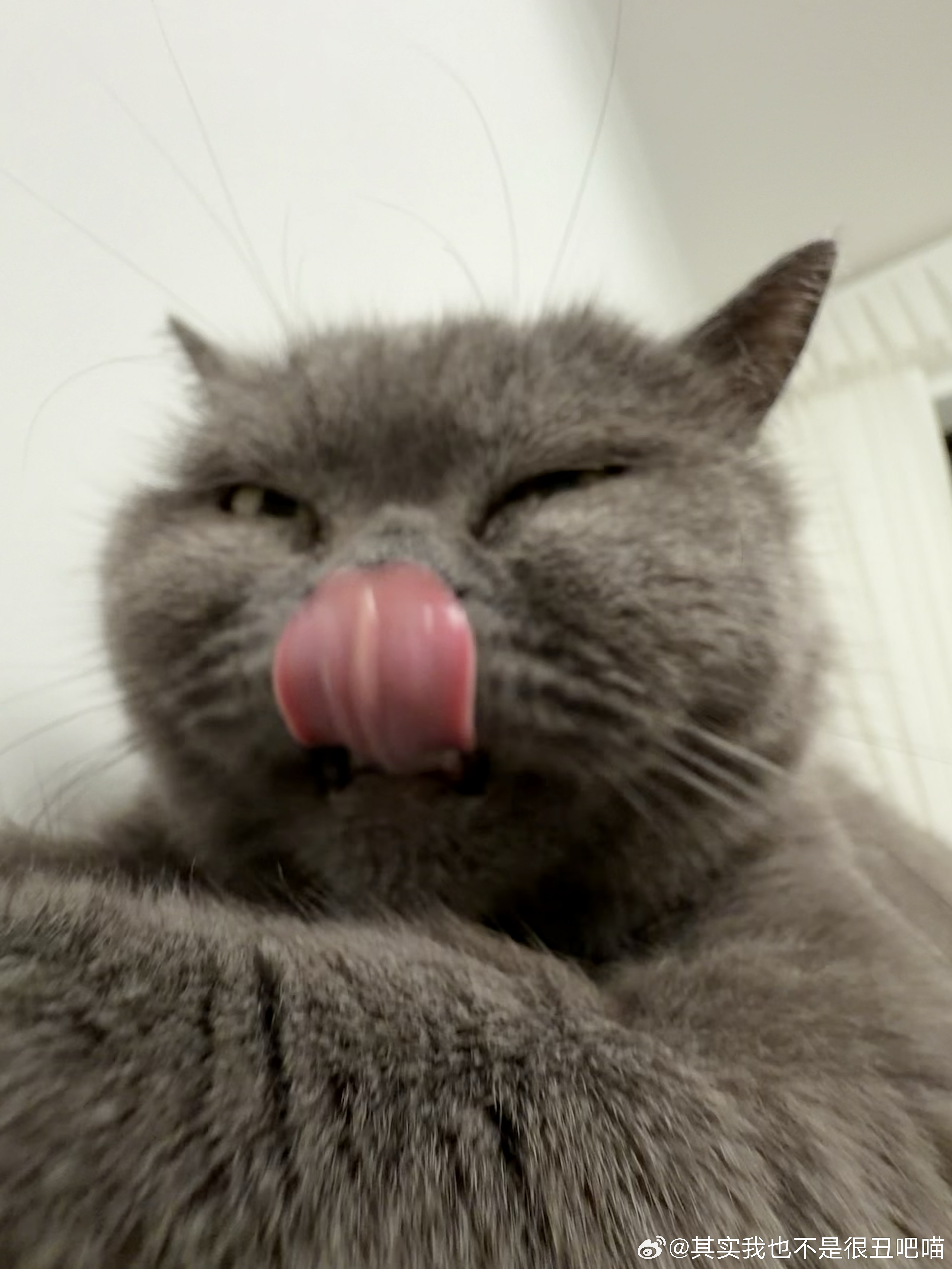 49209【丑猫】猫丑人坏，恶语伤喵心 