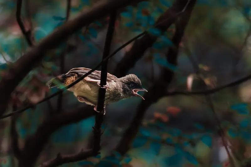 AI妙生图处处闻啼鸟。