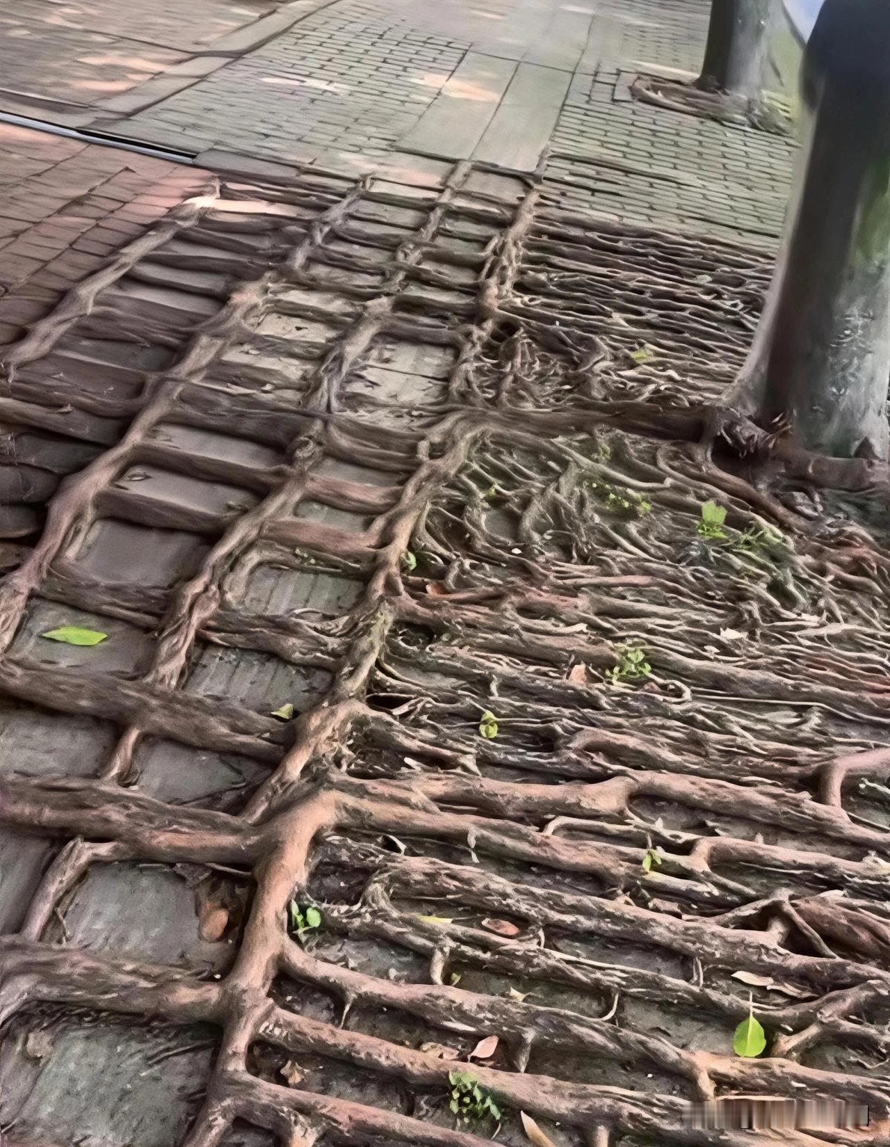既然扎不下去，那就向四周蔓延。横竖我得活成那棵树，看着自己的根须挤进每一条砖缝，