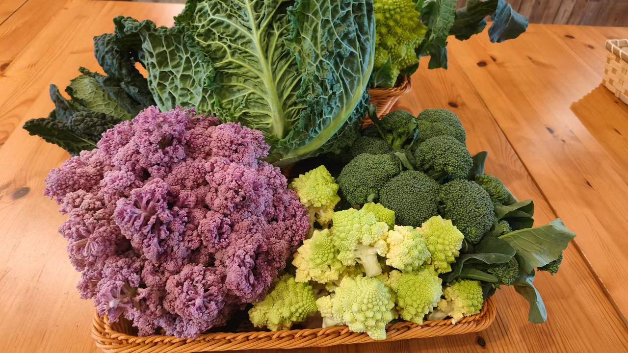 晒图笔记大赛菜菜菜