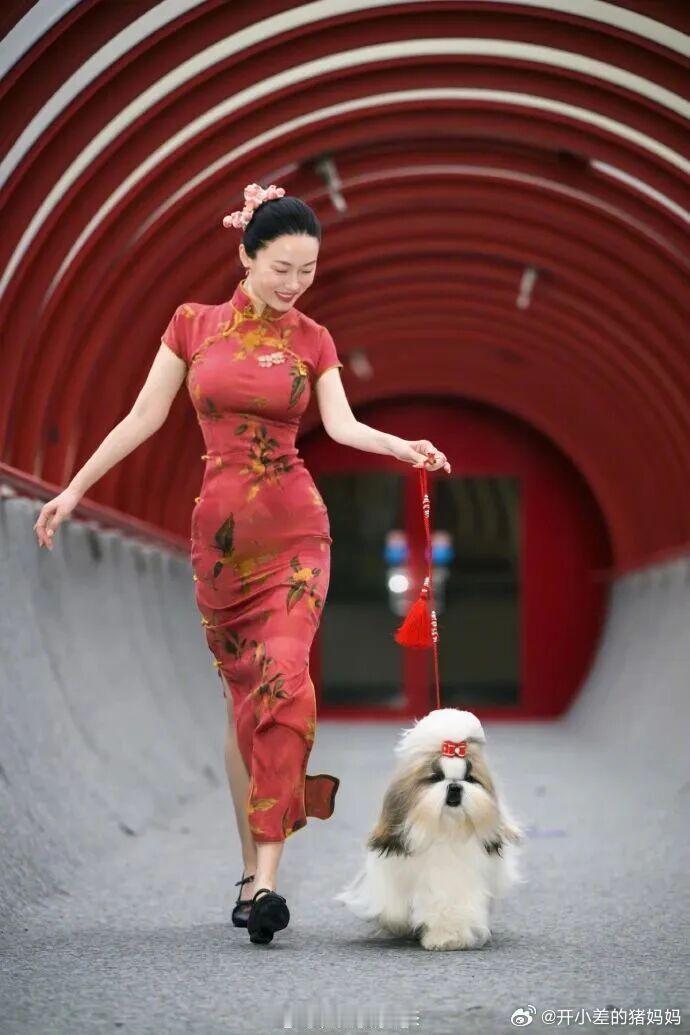 霍思燕的蒙古獒又夺冠了毛孩子的是很懂感恩的，谢谢霍思燕把它们养的那么好