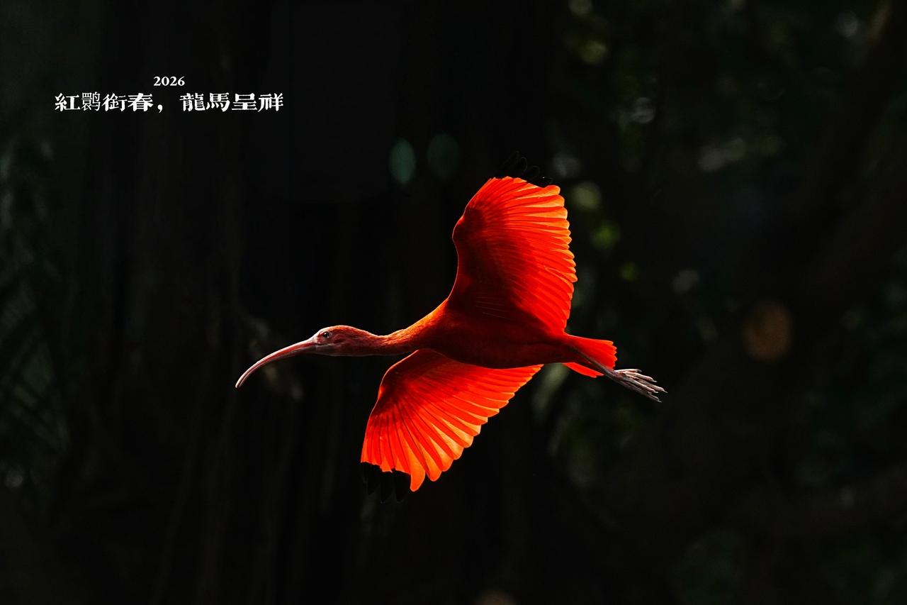 2026《红鹮衔春，龙马呈祥》