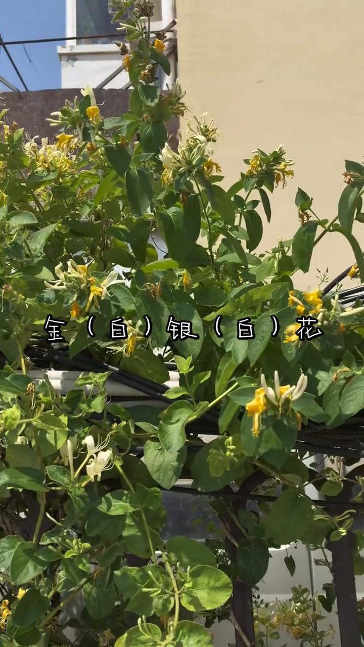 金(白)银(白)花。