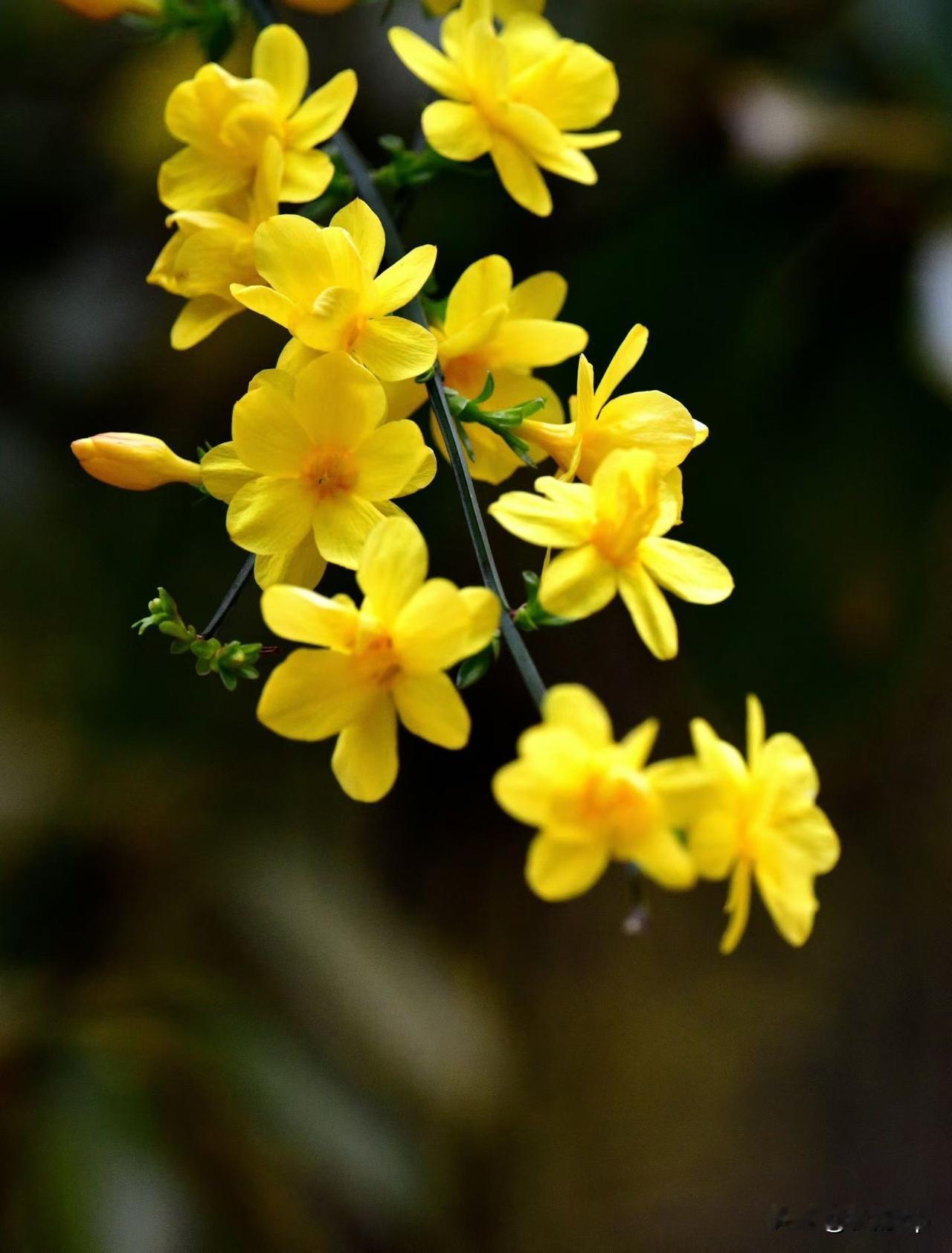 春天翩然而至，迎春花竞相绽放，一簇簇金黄，点亮了初春的世界。