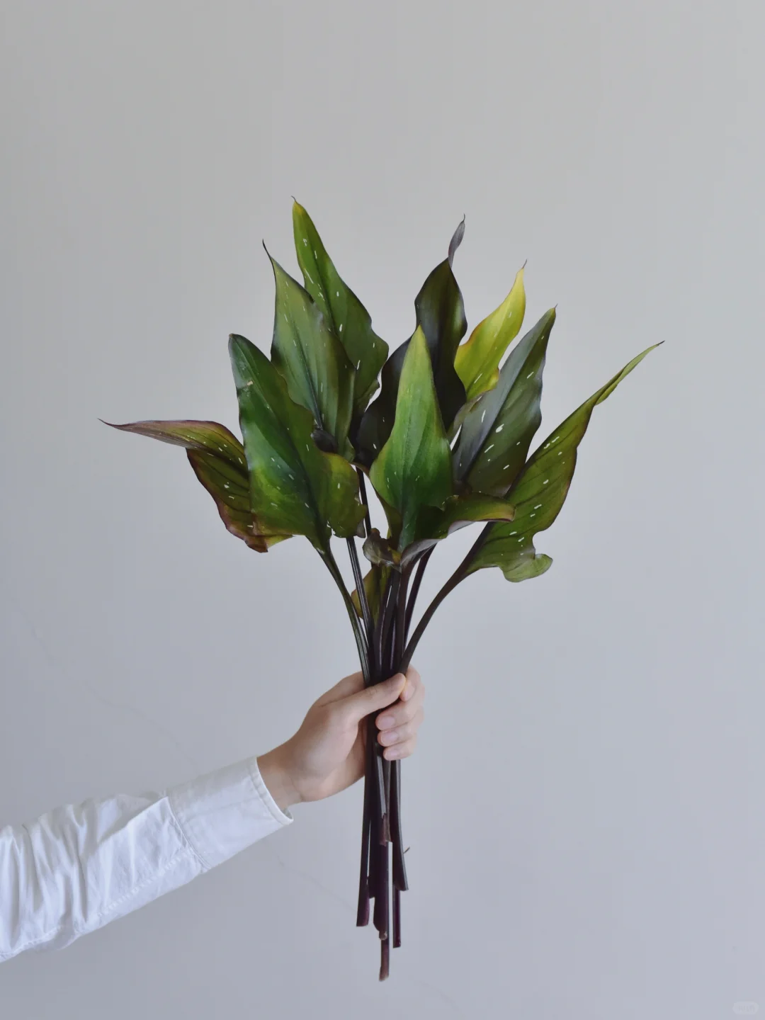 海芋叶·黑武士