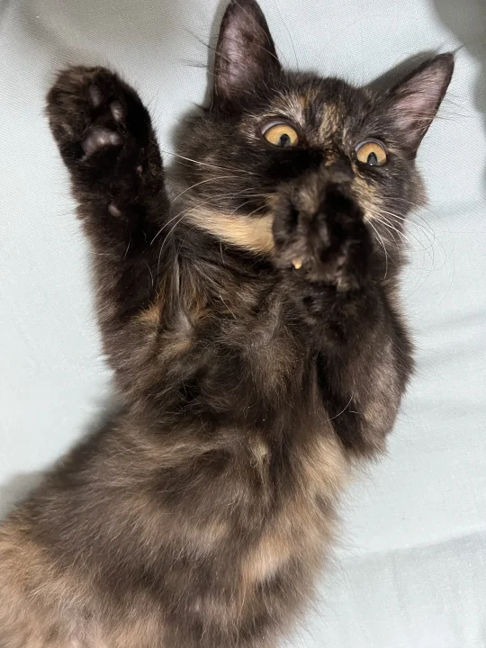 猫狗双全辣！！还是零元购长毛玳瑁