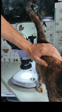 看完你还敢养宠物吗？😱