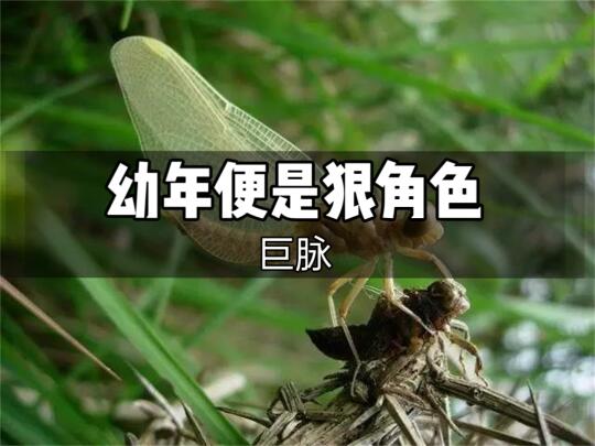 幼年便是狠角色