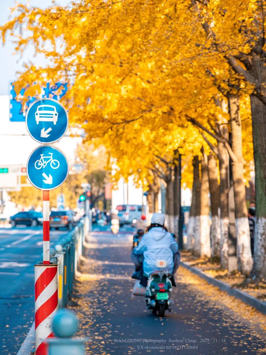 来苏州看银杏正当时~