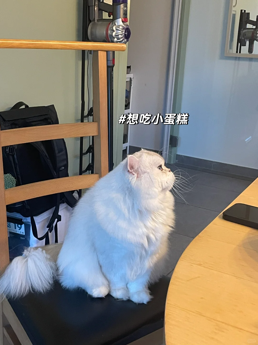 三只猫吃一样的食物 只有糯糯会软便