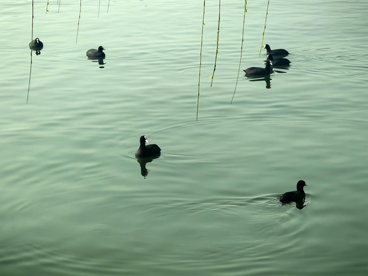 春天
大明湖的白头鸭
春江水暖鸭先知