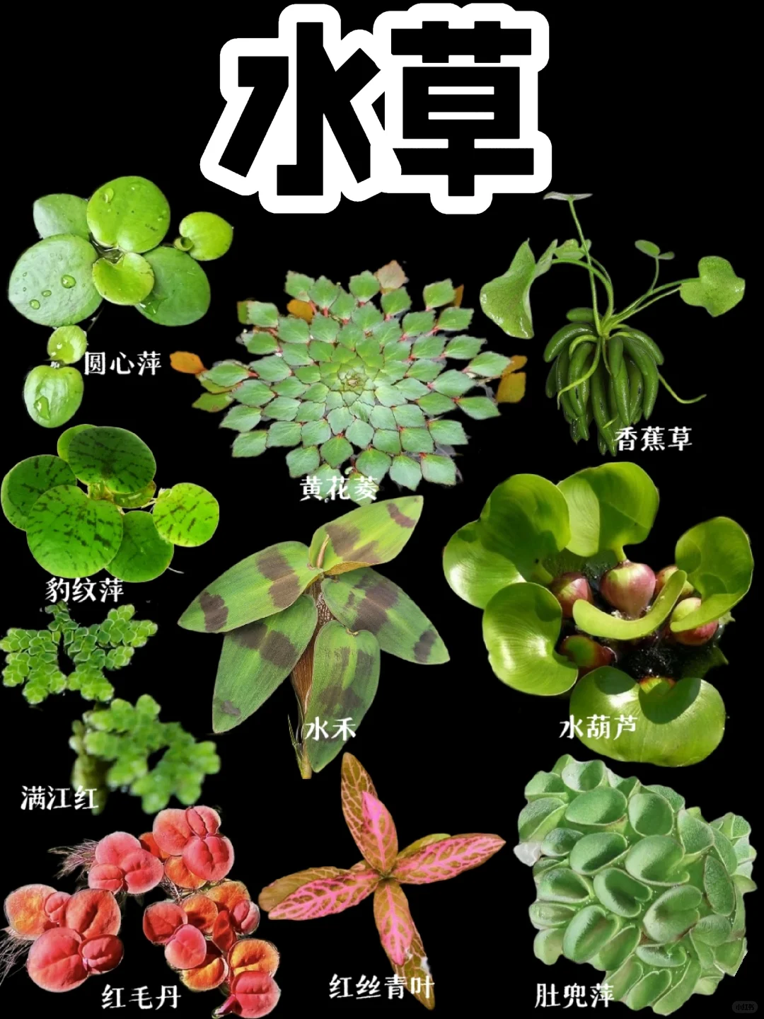【水草】植物世界那么大，邀请你来看看