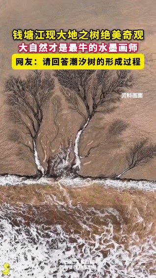 救命！钱塘江退潮后，滩涂上长出了一棵“生命之树”！
 
不是特效，不是画，是潮水