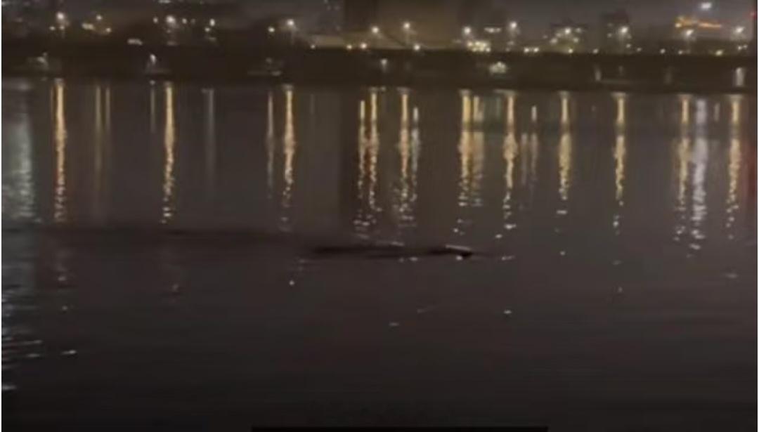 韩国汉江惊现巨型不明物体 之前的沸沸扬扬的尼罗河水怪，就是为了旅游业发展，现在韩