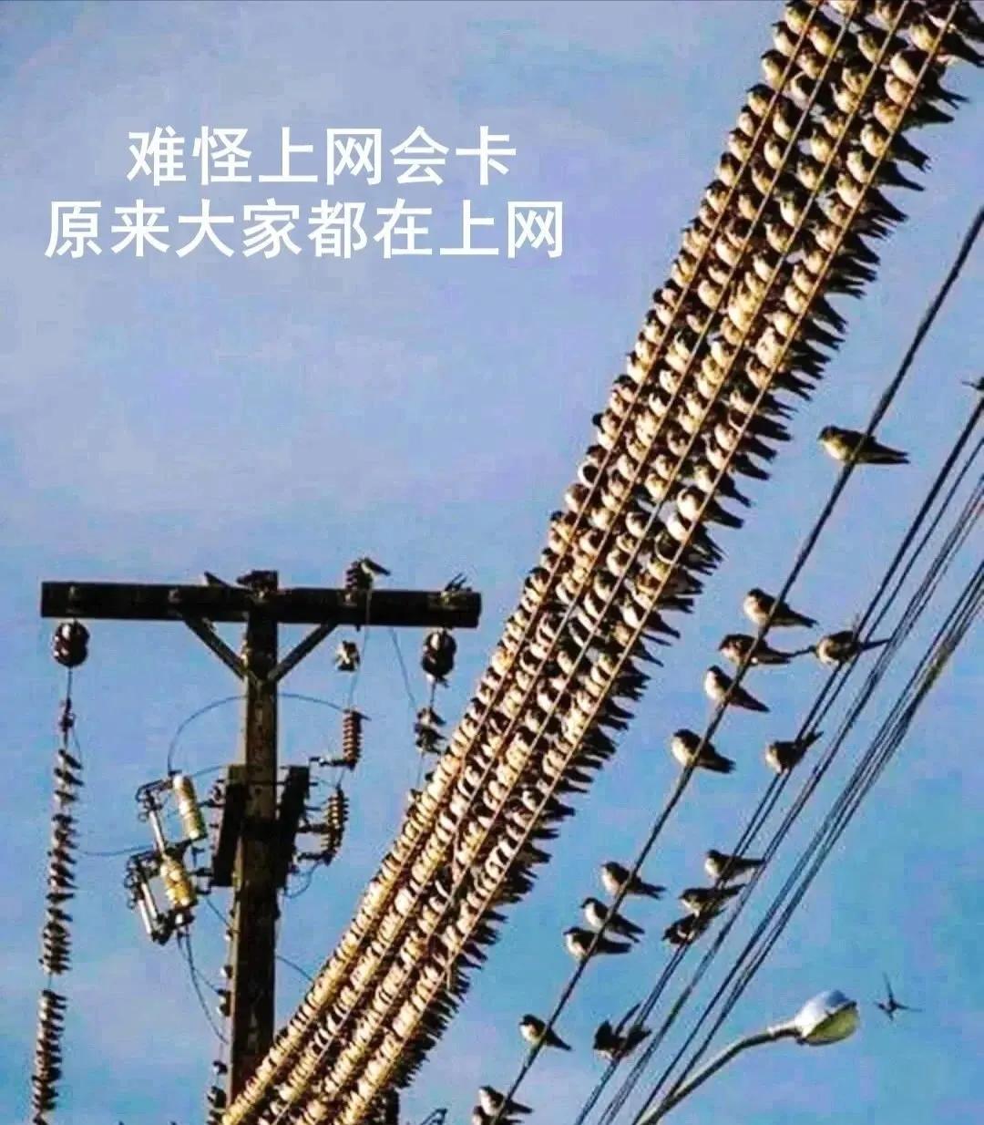 树木少了，电线成了它们的栖息地！