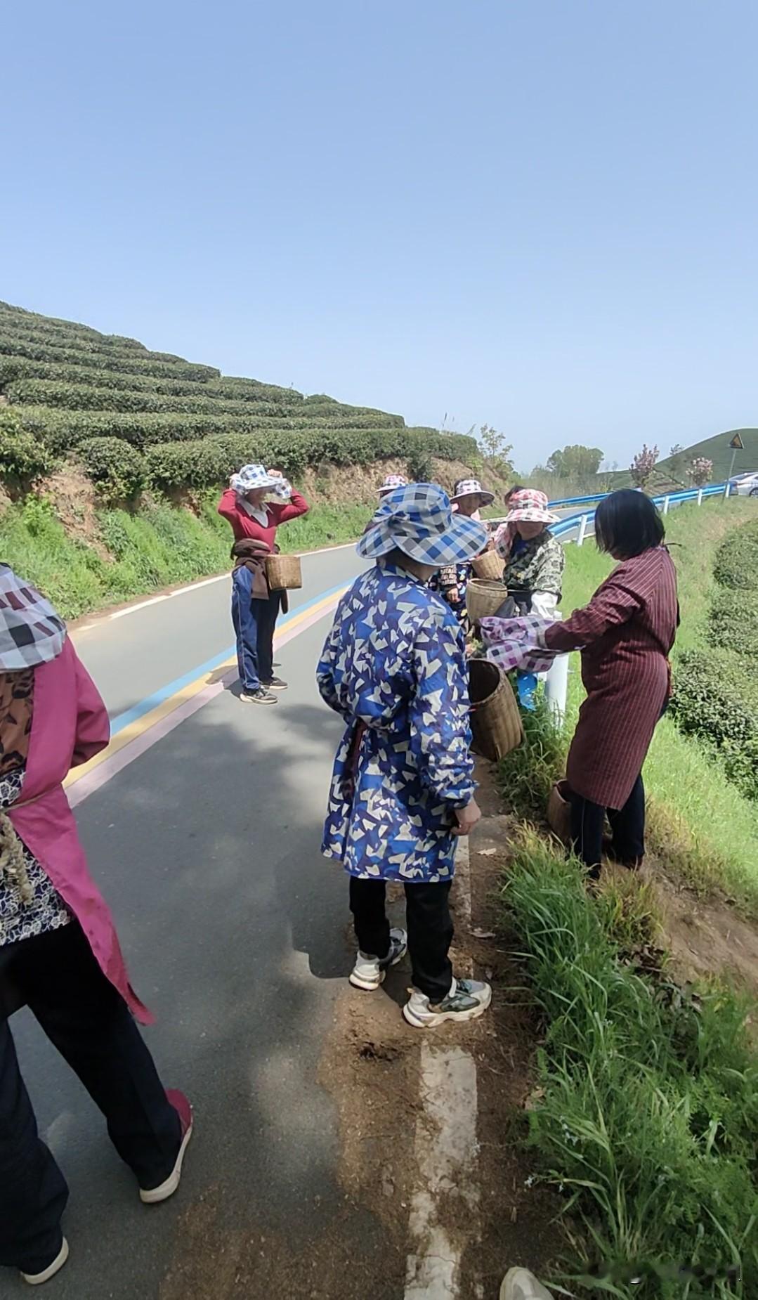 在山区采茶的日子，累，并快乐着
我们的采茶队伍十来人，都是一个村的邻居，采茶季节