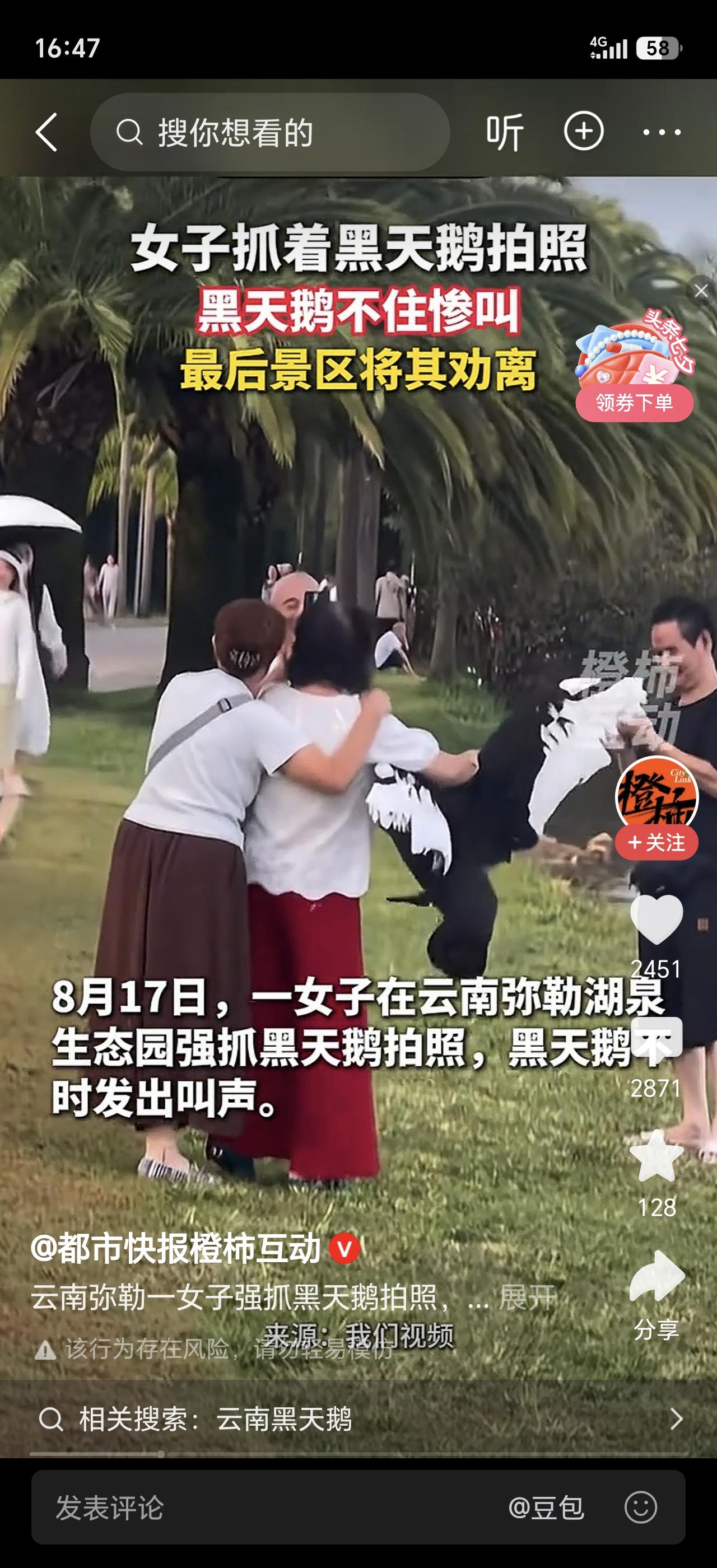 云南弥勒湖泉生态园，一只黑天鹅被一名红裙女子死死抓住翅膀，拼命挣扎、发出凄厉惨叫