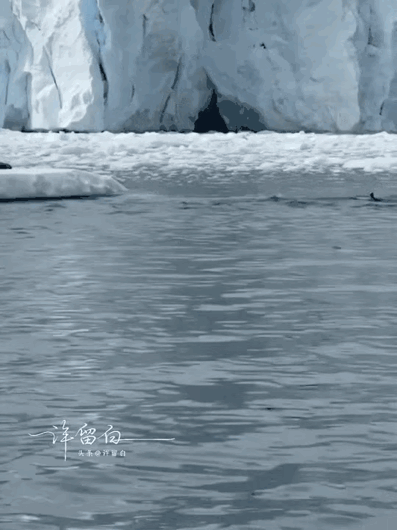 海豹：睡迷糊了～刚才好像梦到送外卖的来过……[泪奔]