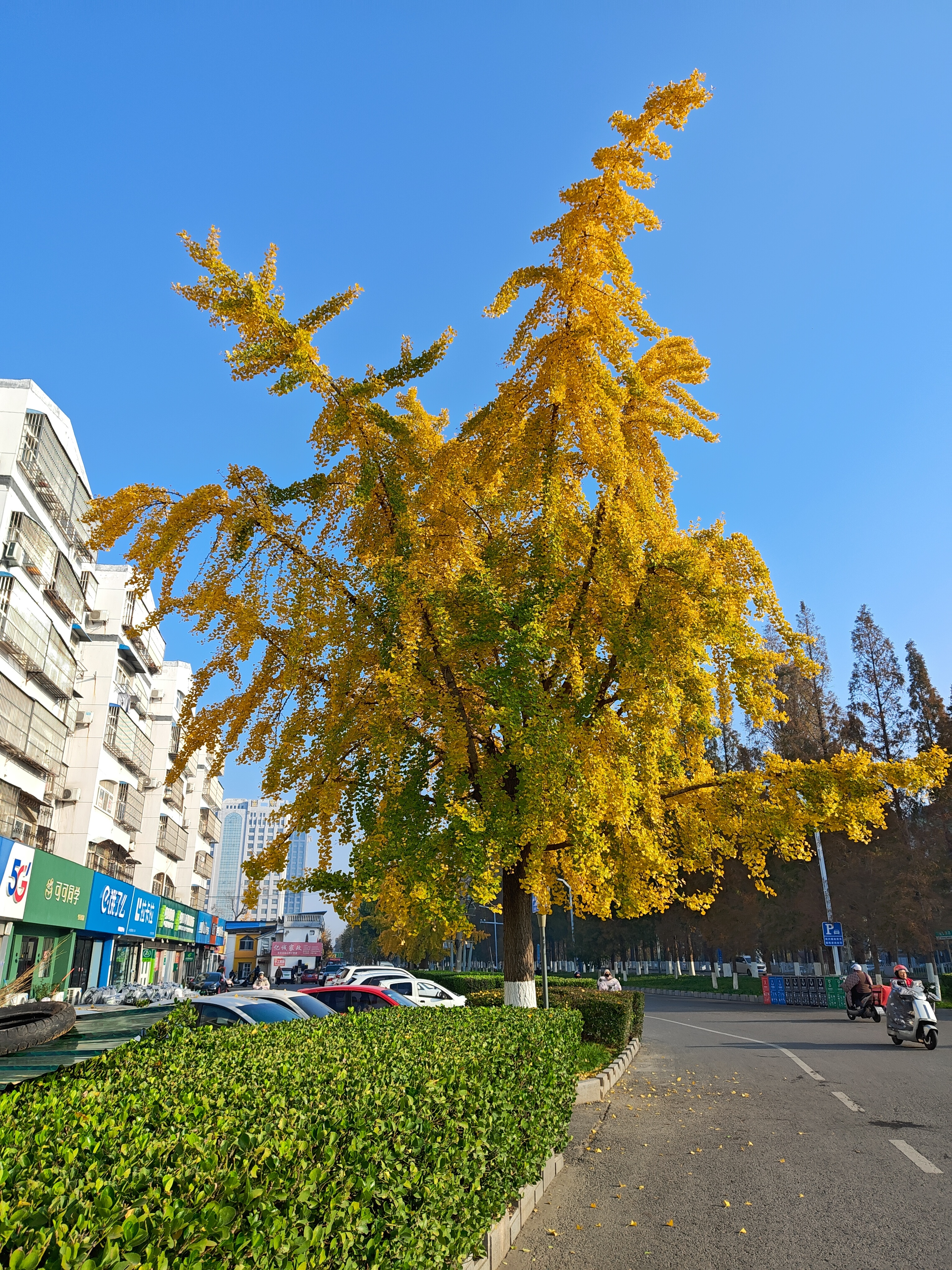 江苏邳州银杏之都，随手拍一张