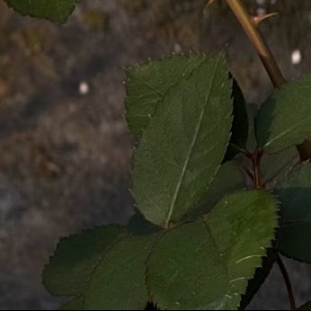 0000折纸月季种植1. 环境适应性：折纸月季喜光但忌暴晒，适合放置在散射光充足