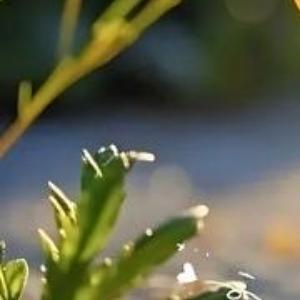 早安心语 ‧₊⋆ ❅.˳⁺⁎˚ ☃︎⋆* ❆·· ☃︎*‧₊. ⋆ ∗.˳⁺⁎˚