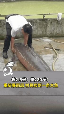 “简直就是天上掉馅饼呀！”近日，重庆下了一场大暴雨，不知道从哪里冲来了一条长2.