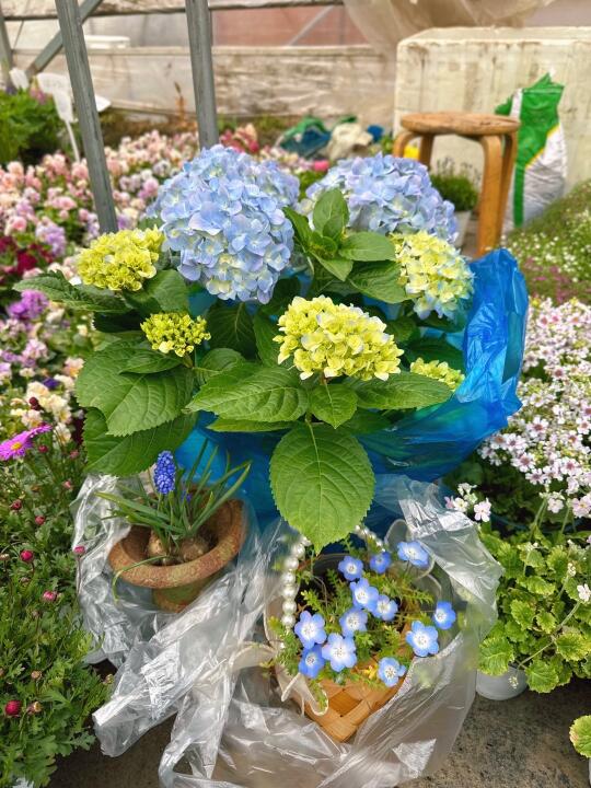 线下花友带走一组蓝色系花花💙