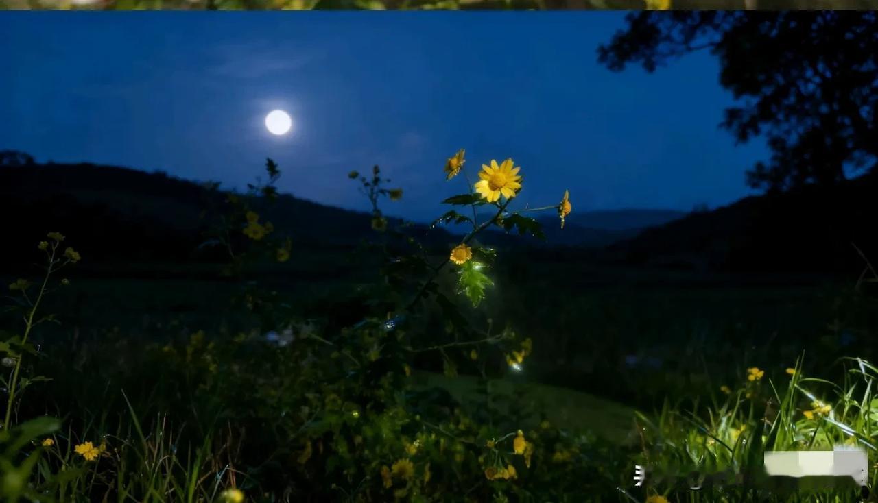 夜晚，月光洒下，小菊花在夜色中安静地伫立，周围一片宁静。
月光如水，轻柔地铺在花
