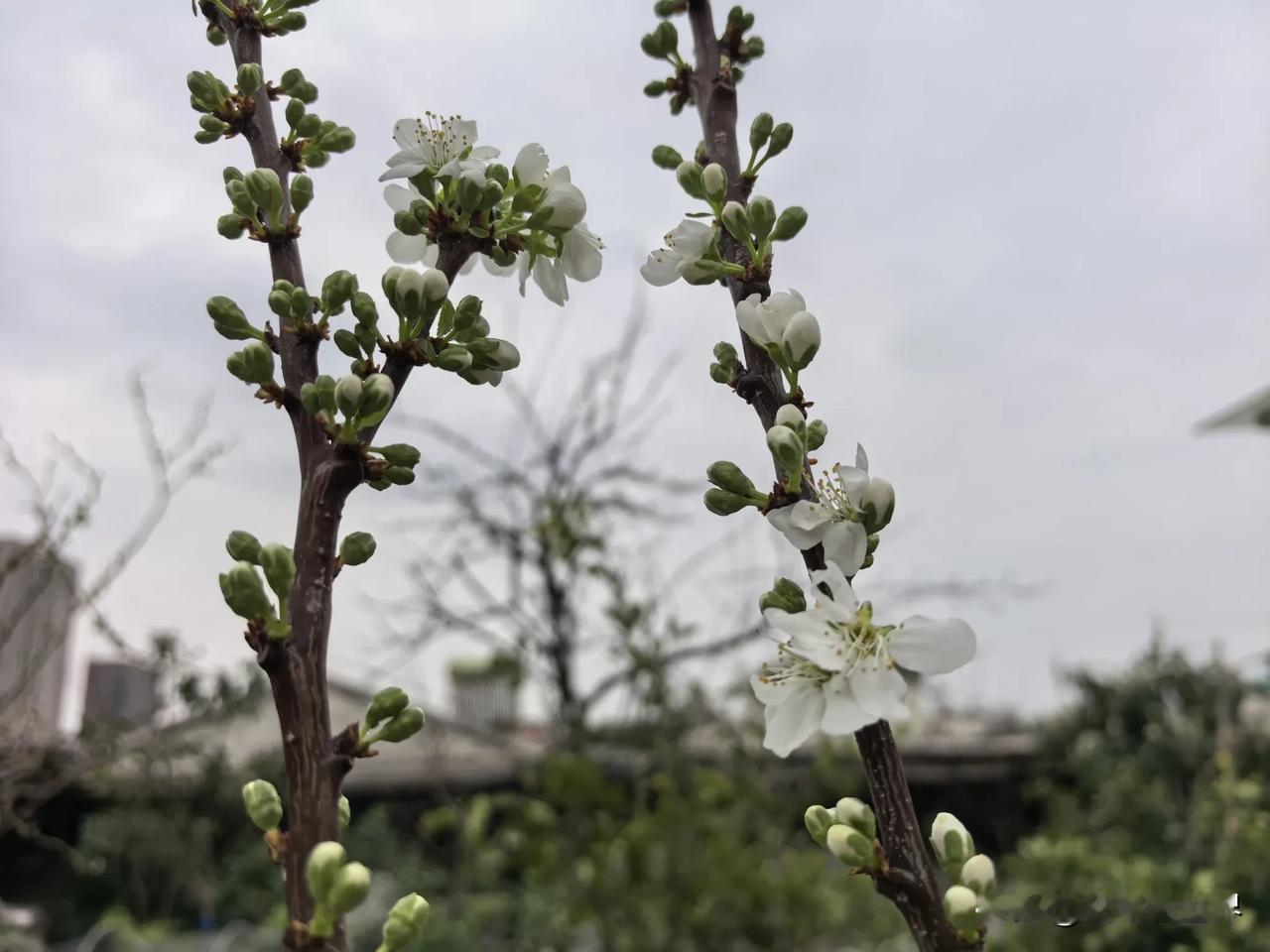 今天遇到一个特别奇怪的问题。有纳税人电话咨询：我们公司马上要收到一次拆迁补偿款，